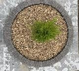 Garden Granite Circle Tree Surround Grass Border Paving Slab Stone Concrete Water Feature (90, Dark Grey)