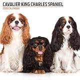 Cavalier King Charles Spaniel 2026 Modern Calendar