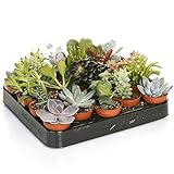 Carbeth Plants Indoor Succulent Plants Mix - 10 Small Units in 5.5cm Pots - Real Live Succulent Plants - Perfect for Home, Office & Gifting