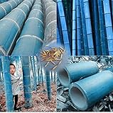 Portal Cool 25 semi rari Blue Giant Bamboo, Bamboo Heterocycla Phyllostachys, Bambusa