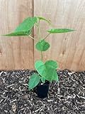Indian Bean Tree - Catalpa bignonioides - 20/40cm Sapling - 9cm Pot