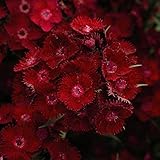 Dianthus Garden Plant Hardy Perennials (Pinks) Rocking Red Sweet William Flowering Garden Plants Easy to Grow Your Own 6X Plug Plants