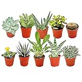 GardenersDream 10x Mixed Succulent Cactus House Plants with Plant Care Guide - Real Air Purifying Indoor Plants for Desks, Shelves, and Windowsills - Great Gift for Plant Lovers (5-15cm incl. Pot)