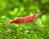 CU AQUATICS Sakura Cherry Live Shrimp Algae Eater Tropical Fresh Water Live Cherry Shrimps Fish