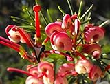 Grevillea 'Olympic Flame' Grevillea in 2L Pot, Stunning Red Flowers 3fatpigs®
