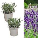 Carbeth Plants English Lavender Herb Plant 2 x Large 14cm Pot – Upright, Bushy Purple Lavender for Indoor & Outdoor Growing – Scented Garden Plant for Pots, Borders & Pollinators