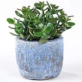 GardenersDream Crassula Ovata Plant in Pot - Live Evergreen Indoor Money Tree- Indoor Flowering Plants for Office - Low Maintenance House Plant (15-25cm incl. 12cm Pot)