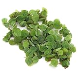 K2AQUA Salvinia Natans Floating Live Plant Natural Aquatic Decoration for Aquariums and Ponds Oxygenating Water Plants