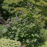 Catalpa x erubescens 'Purpurea' - Golden Indian Bean Tree with Striking Purple-Black Foliage - Hardy, Exotic Flowering Tree – 1x 12 Litre Potted Plant by Thompson & Morgan
