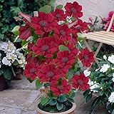 You Garden - 1 x Patio Clematis 'Nubia Boulevard' in a 10.5cm Pot Supplied as 1 x Established Red Clematis Garden Ready Climbing Plants for Gardens and Patios