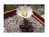 Pcs - 10x Strombocactus Disciformis Cactus Garden Plants - Seeds B2279 & Plants Shop by Ipsa