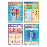Daydream Education Muscular & Skeletal System Posters - Set of 4 - EXTRA LARGE - A1 (850mm x 594mm) - Gloss Paper - Science Wall Charts for the Classroom
