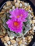 Ariocarpus fissuratus vita esotica Pietra, Roccia rari Cactus semi Cactus 50 SEMI