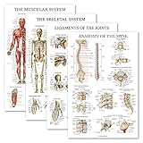 Palace Learning 4 Pack - Anatomical Poster Set - Laminated - Muscular, Skeletal, Ligaments of the Joints, Anatomy of the Spine - Anatomy Chart Set (LAMINATED, 18'' x 27'')