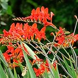 Crocosmia Lucifer Plant in a 9cm Pot - Growing Plant