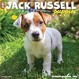 Jack Russell Puppies 2026 12 X 12 Wall Calendar