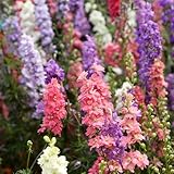 Larkspur Giant Imperial Mixed Seeds – Tall & Elegant Blooms – Hardy Annual – Must Have for Borders – for Your Beautiful Garden
