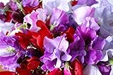 PREMIER SEEDS DIRECT - Sweet Pea - Royal Family Mix - 13 GRAM ~ Approx 125 Flower Seeds