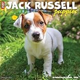 Jack Russell Puppies 2026 12" x 12" Wall Calendar