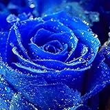 20 Pz Lover Charme Bush Midnight Semi rari Semi Garden Blue Rose