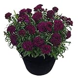 Dianthus Sunflor® 'Beetle' Pinks Perennial Plug Plants Pack x6