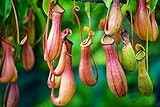 Nepenthes Rafflesiana 5 Seeds- Stunning Plant