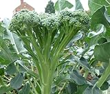 Tender Stem Broccoli Plug Plants Grow Your Own Vegetables 'Ready to Plant Now' Young Vegetable Plants (3)