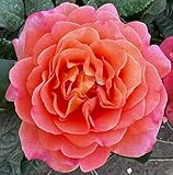 'Rachel' - Fragrant Pink & Peach Blooms - Potted Hybrid Tea Rose
