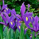 10 x Iris Hollandica Blue – Spring Flowering Bulbs – Royal Blue Blooms – Perennial – Warm Loving Beauty – for Your Beautiful Garden