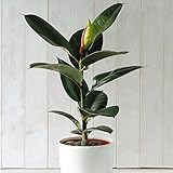 Indian Rubber Plant Indoor Tree Easy to Grow Evergreen House Plant for Home, Office & Conservatory 1 x Ficus Eleastica Robusta in 12cm Pot by Thompson & Morgan