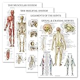 Palace Learning 4 Pack - Anatomical Poster Set - Laminated - Muscular, Skeletal, Ligaments of the Joints, Spinal Nerves - Anatomy Chart Set (LAMINATED, 18'' x 27'')