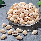DAHI 70pcs Cowrie Shell Beads Oval Spiral Shells Beads Natural Spiral Cowrie Shell Charms Necklace Sea Shells Bead for Decoration or for Jewellery Making (70pcs)