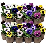 9 x Jumbo Flowering Pansies - Grow Your own Winter Flowering Bedding, Garden Ready & Each Delivered in Plant Pot, Outdoor Plants Great for Hanging Basket or Gifts
