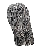 Orthoceras Giant Plate Ammonite Fossil (Fossils) ORT2