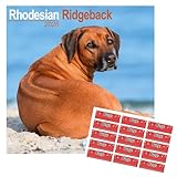 Rhodesian Ridgeback Calendar 2026 | 16 months | with FREE Organisational Stickers