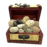 Jurassic Jacks Fossil Gift Set Real Mosasaur Tooth, Trilobite, Ammonites, Dinosaur Bone, Prehistoric Paleontology STEM Collection
