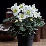 Hellebore Potted Garden Plant,Helleborus Christmas Rose, Winter Flowering, Attracts Pollinators, Patios & Gardens, 1 x Helleborus Christmas Carol Plant in a 12cm Pot by Thompson & Morgan