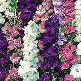 PREMIER SEEDS DIRECT - Delphinium - Larkspur - Giant Imperial Mix - 500 Seeds