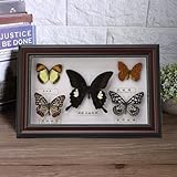 Yosoo Framed Butterfly Taxidermy, Exquisite Butterflies Insect Specimen Craft Birthday Gift Home Decor Ornament (Black)