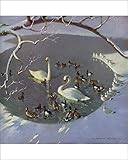 Vernon Ward's Winter Scene Print: Swans and Ducks in Snow - Print 10"x8" (25x20cm) (4482735)