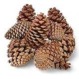 AvalonSomerset Pack of 10 x Jumbo Maritima Pine Cones 12–14cm (4.7–5.5in) – Natural Large Pinecones for Crafts, Rustic Wedding Decor, Christmas Centrepieces, Eco-Friendly Decoration Supplies