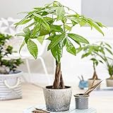 GardenersDream Pachira Aquatica Plant in Pot - Evergreen Money Tree for Home or Office - Live Indoor House Plants - Air Purifying Indoor Plants - Great Gifts for Plant Lovers (25-35 cm)