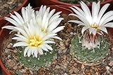 5 Seeds of Strombocactus Disciformis (Spinning Top Cactus)