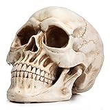 Readaeer Life Size Skeleton Replica Realistic Human Skull Head Bone Model (Normal)