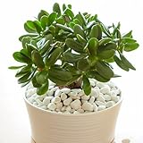 YouGarden Crassula Ovata Houseplant, Established Plant in 12cm Pot, Ready to Plant and Display for Home or Office, Live Indoor Potted Money Penny Tree, Drought Tolerant Easy Care House Plants