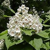 Catalpa bignonioides - Indian Bean Tree, Plant in 2 L Pot