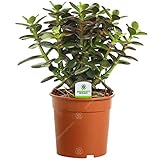 GardenersDream Crassula Minor Plant in Pot - Live Evergreen Indoor Money Plant - Indoor Flowering Plants for Home and Office - Low Maintenance House Plants - Great Gift (15-25 cm)