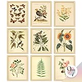 97 Decor Vintage Botanical Wall Art Decor - Plant Posters For Room Aesthetic, Vintage Botanical Prints Nature Wall Decor, Floral Pictures Butterfly Bird Art For Home Bedroom Decoration (8x10 Unframed)