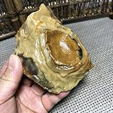 DOUKI 285g Bonsai Suiseki-Natural Gobi Agate Eyes Stone-Rare Stunning Viewing 7999 Primary Stones and Minerals