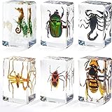 Insect in Resin Specimen, Bugs Collection Paperweights Animal Specimen for Kids Real Bug Preserved in Resin for Scientific Educational Toy Office Desk Christmas Display Supplies (6 Styles)